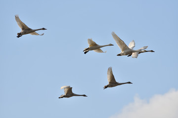 Cygnus columbianus in Japan