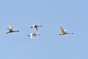 Cygnus columbianus in Japan