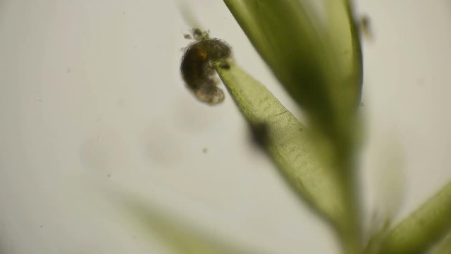 the most enduring organism on the planet is the slow-moving, under a microscope