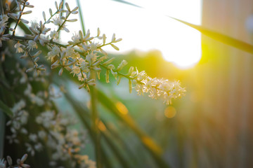 Fototapeta premium インテリア