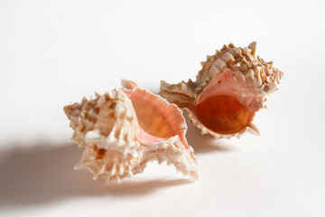 white-pink sea shells
