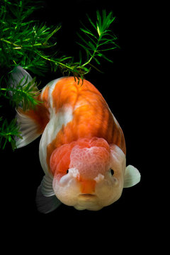 portrait of gold fish ranchu