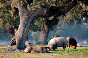 Iberian pigs grazing among the oaks