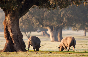 Iberian pigs grazing among the oaks