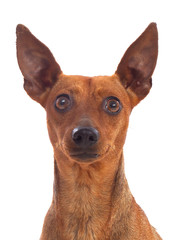 Portrait of a funny dog with big ears