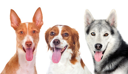 Three dogs looking at camera