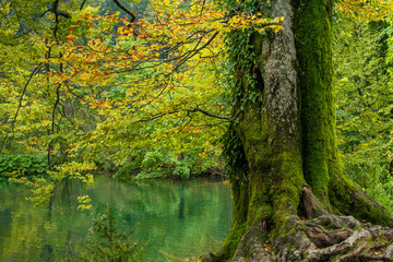 Buche im Naturpark Plitvicer Seen