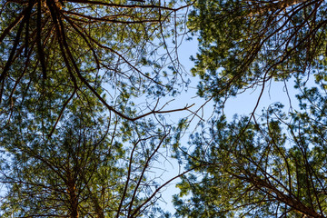 Tall pine trees in a forest on spring. Looking up concept