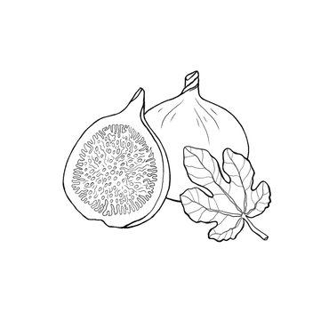 recommend clip art: Hand drawn fig fruit with leaf. Outline, white background.