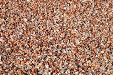 Palmachim pink sand beach forming from seashells.