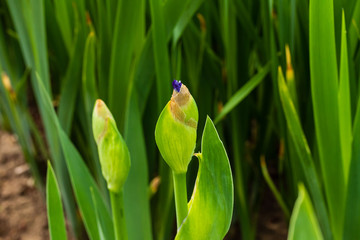 signs of spring are the first iris blossoms peaking out