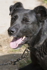 Obraz premium The head of an adult black dog with an open mouth.