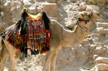 Pétra, site archéologique, chameaux et dromadaires de la cité Nabatéenne, Jordanie