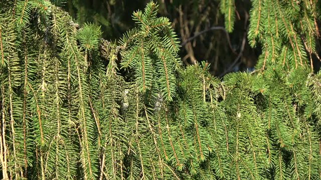 Beautiful Long-tailed tit Aegithalos caudatus building nest in fir branch in spring