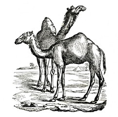 Two dromedaries (from Das Heller-Magazin, November 29, 1834)