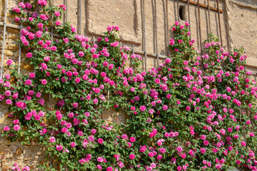 Fototapeta na wymiar Pink blooming roses on a old wall in the summer