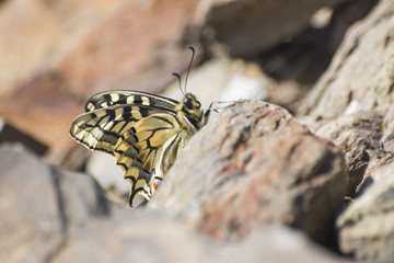 Beautiful detailed butterfly machaon swallowtail on a rock