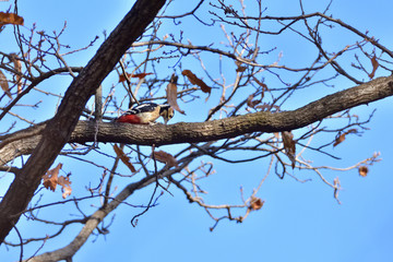 Great spotted woodpecker