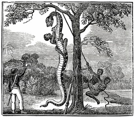 Fototapeta premium Killing a monstrous serpent in South America (from Das Heller-Magazin, November 29, 1834)
