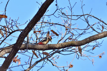 Great spotted woodpecker