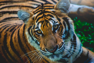 The tiger is on the grass in the zoo