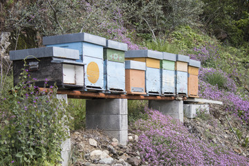 Honey bee hives and flowers in nature