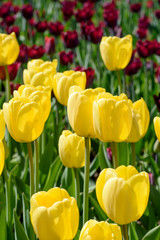 Fototapeta premium Yellow and red tulips on a flower bed in the contour sunlight. Shallow depth of field.