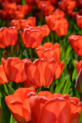 Red tulips on a flower bed in the contour sunlight. Shallow depth of field.