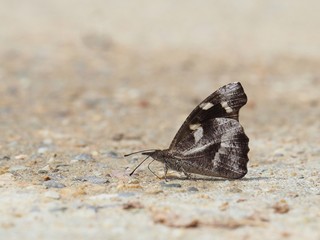 Butterfly on the ground Blurred view of natural background