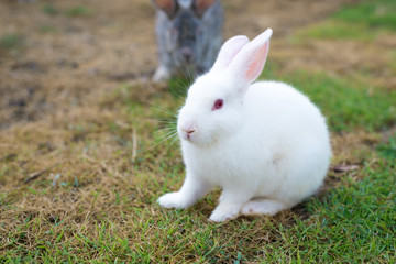 This is a white rabbit sitting on green grass