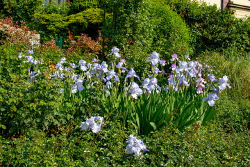 Blue blooming flowers in a flower patch in the garden in spring