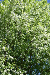 Fototapeta na wymiar May, a bird cherry blossoms