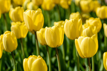 Obraz premium Yellow tulips on a flower bed in the contour sunlight. Shallow depth of field.