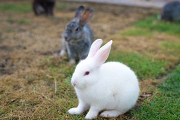 This is a white rabbit sitting on green grass
