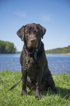 chocolate labrador wet