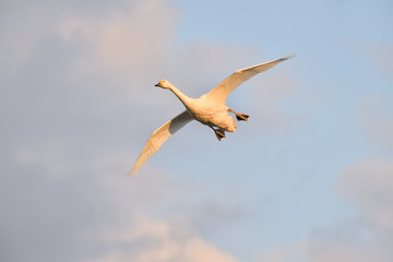Cygnus columbianus in Japan