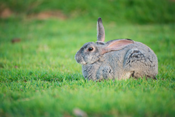 Naklejka na ściany i meble This is a rabbit sitting on green grass