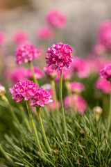 Armeria flower in the rock garden in backlight