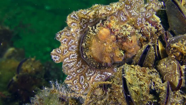 Golden Star Tunicate (Botryllus schlosseri) on the shell of a mussel.