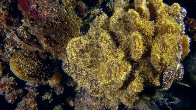 Golden Star Tunicate (Botryllus schlosseri) on the seabed.