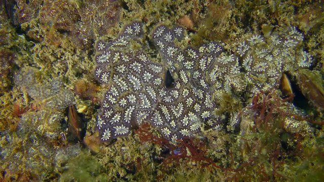 Golden Star Tunicate (Botryllus schlosseri) on the seabed, wide shot.