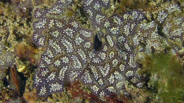 Golden Star Tunicate (Botryllus schlosseri) on the seabed, medium shot.