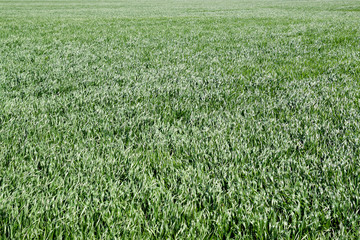 Young wheat green on the field, background texture of grass.