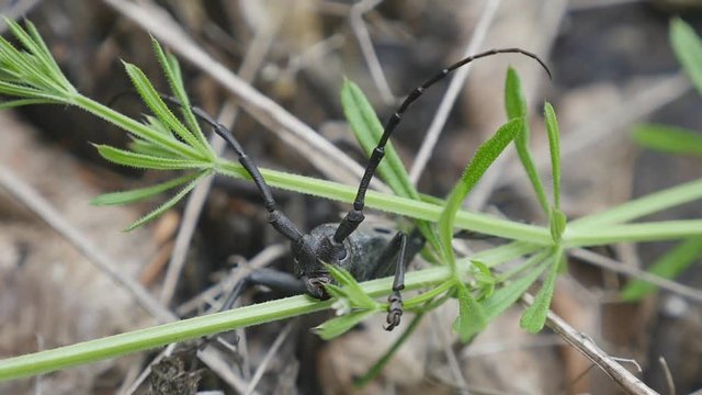 Black beetle barbel outdoors close up. Macro