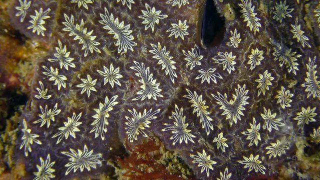 Golden Star Tunicate (Botryllus schlosseri) on the seabed, close-up.