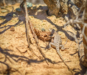 Lizard. National park of Kazakhstan Altyn Emel