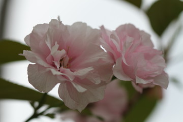 sakura in bloom