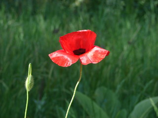 poppy