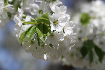 cherry in blossom