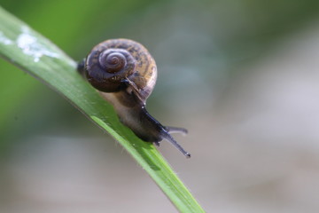 Close up the small brown snail on grass leaf and grey background